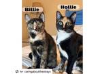 Adopt Billie and Hollie a Black (Mostly) American Shorthair / Mixed (long coat)