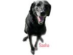Adopt Sasha a Black Labrador Retriever dog in Challis, ID (38971260)