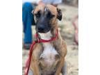 Adopt Faye a Brown/Chocolate - with Black Belgian Malinois / American Pit Bull