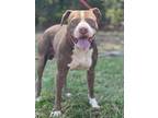 Adopt Gucci a Red/Golden/Orange/Chestnut - with White Mixed Breed (Large) /