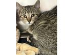 Adopt Sangria a Tan or Fawn Domestic Shorthair / Domestic Shorthair / Mixed cat