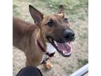 Adopt Zat a Brown/Chocolate Mixed Breed (Large) / Mixed dog in Dallas