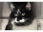 Adopt Butterfree a White Domestic Mediumhair / Domestic Shorthair / Mixed cat in