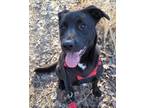 Adopt Marlo a Black Mixed Breed (Large) / Mixed dog in Farmington, NM (38882400)