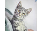 Adopt Hiedi a Gray or Blue Domestic Shorthair / Domestic Shorthair / Mixed cat