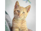 Adopt Howie a Orange or Red Domestic Shorthair / Domestic Shorthair / Mixed cat