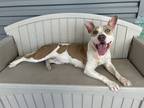Adopt Vikky a Tan/Yellow/Fawn American Pit Bull Terrier / Mixed dog in Gray