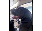 Adopt Oscar a Black - with White Labrador Retriever / American Pit Bull Terrier