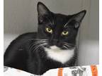 Adopt Spunky a All Black Domestic Shorthair / Mixed cat in West Seneca