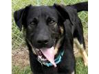 Adopt Dom a Black Mixed Breed (Large) / Mixed dog in Jeffersonville