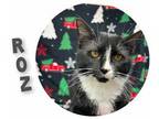 Adopt Roz Doyle a All Black Domestic Shorthair / Domestic Shorthair / Mixed cat