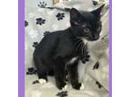 Adopt Earth a All Black Domestic Shorthair / Domestic Shorthair / Mixed cat in