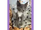 Adopt Solaris a Gray or Blue Domestic Shorthair / Domestic Shorthair / Mixed cat
