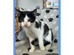 Adopt Mercury a White Domestic Shorthair / Domestic Shorthair / Mixed cat in