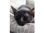 Adopt Skylight a All Black Domestic Shorthair / Domestic Shorthair / Mixed cat