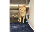 Adopt Angel a Orange or Red Domestic Shorthair / Domestic Shorthair / Mixed cat