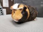 Adopt Eduardo a Black Guinea Pig / Guinea Pig / Mixed small animal in Kansas