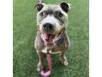 Adopt Harold a Gray/Silver/Salt & Pepper - with White Pit Bull Terrier / Mixed