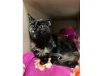 Adopt Scally a Domestic Shorthair / Mixed (short coat) cat in Richland Hills