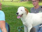 Adopt Sam a White - with Tan, Yellow or Fawn Labrador Retriever / Pointer /