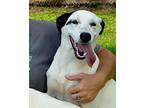 Adopt Sally a White - with Black Labrador Retriever / Pointer / Mixed dog in