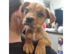 Adopt Everest fka Ty a Tan/Yellow/Fawn Mixed Breed (Medium) / Mixed dog in