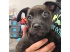 Adopt Skye a Black Mixed Breed (Medium) / Mixed dog in Lindenwold, NJ (38964254)