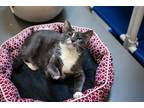 Adopt Zoe a Tortoiseshell Domestic Shorthair (short coat) cat in Houston