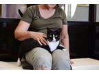 Adopt Alice a All Black Domestic Shorthair / Domestic Shorthair / Mixed cat in