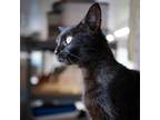Adopt Cher a All Black Domestic Shorthair / Mixed cat in Jefferson City