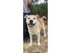Adopt Rex a Tan/Yellow/Fawn - with White Retriever (Unknown Type) / Mixed dog in