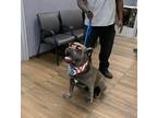 Adopt Big Judy a Gray/Blue/Silver/Salt & Pepper Cane Corso / Tibetan Mastiff /