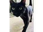 Adopt Perry a All Black Domestic Shorthair / Domestic Shorthair / Mixed cat in