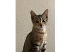 Adopt Stevie Rae a Gray or Blue Domestic Shorthair / Domestic Shorthair / Mixed