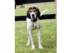 Adopt Goofy a American Foxhound