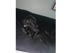 Adopt Zelda a Black Labrador Retriever / Hound (Unknown Type) / Mixed dog in