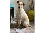 Adopt Hondo a Tan/Yellow/Fawn Shar Pei / Mixed dog in Georgetown, TX (39028450)