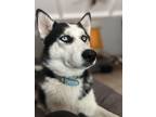 Adopt Nikolaj a Black - with White Husky / Mixed dog in Pearland, TX (39006760)
