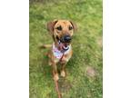 Adopt Luna a Red/Golden/Orange/Chestnut Redbone Coonhound / Vizsla / Mixed dog