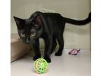Adopt Faye a All Black Domestic Shorthair / Domestic Shorthair / Mixed cat in