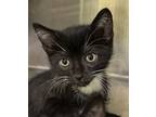 Adopt Beijing a All Black Domestic Mediumhair / Domestic Shorthair / Mixed cat