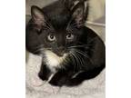 Adopt Mumbai a All Black Domestic Mediumhair / Domestic Shorthair / Mixed cat in