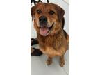 Adopt Bear a Brown/Chocolate Shepherd (Unknown Type) / Mixed dog in New Smyrna