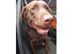 Adopt Cocoa a Brown/Chocolate Labrador Retriever / Mixed dog in Friendship
