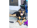 Adopt Nylah a Black Mixed Breed (Large) / Mixed dog in Chamblee, GA (38987548)