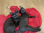 Adopt Fran and Jiji a All Black American Shorthair / Mixed cat in Los Angeles