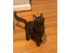 Adopt Tate a All Black Domestic Shorthair / Domestic Shorthair / Mixed cat in