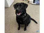 Adopt Oakley a Black Labrador Retriever / Mixed dog in Clio, MI (39028723)