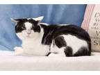 Adopt Boogaloo a All Black Domestic Shorthair / Domestic Shorthair / Mixed cat