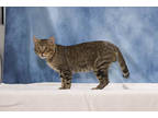 Adopt Thomas O'Malley a Brown or Chocolate Domestic Shorthair / Domestic
